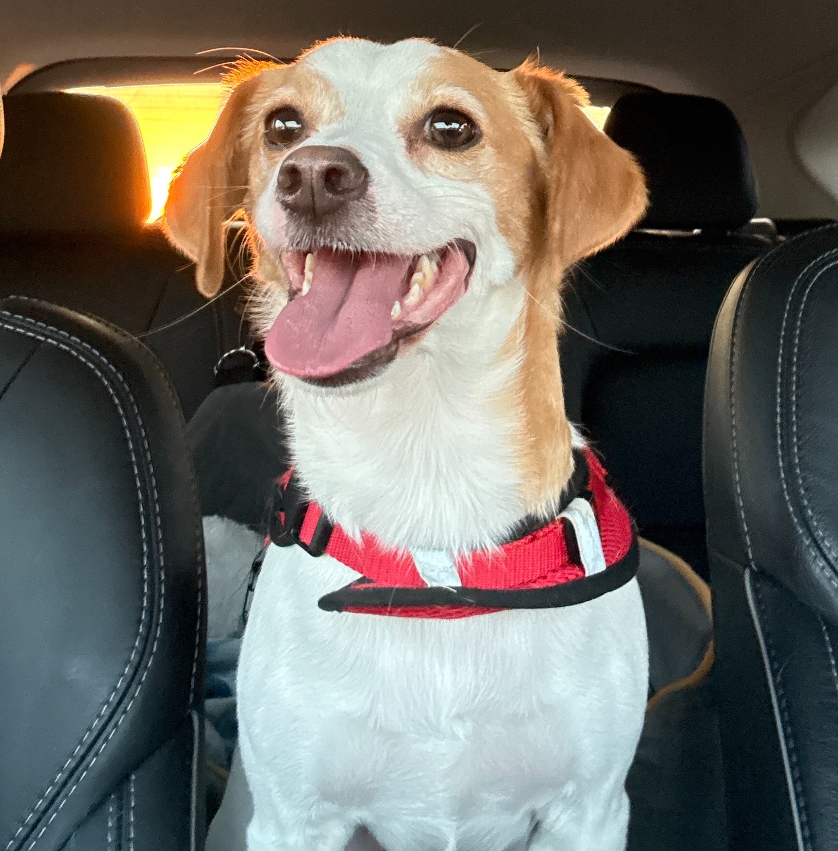 Odie smiling in his red vest